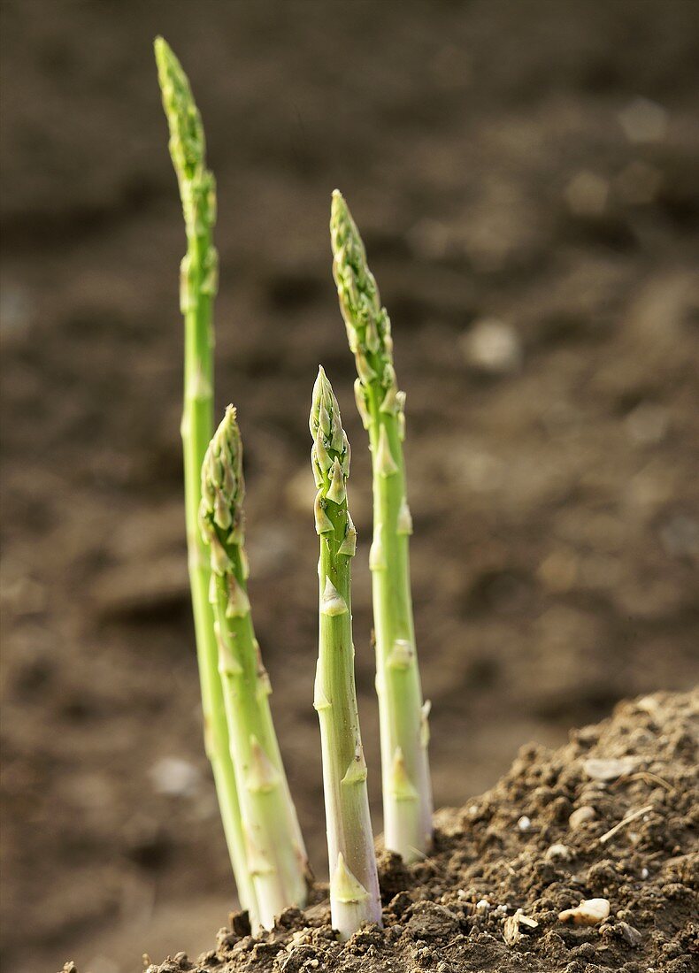 Four spears of green asparagus in the field (close-up)