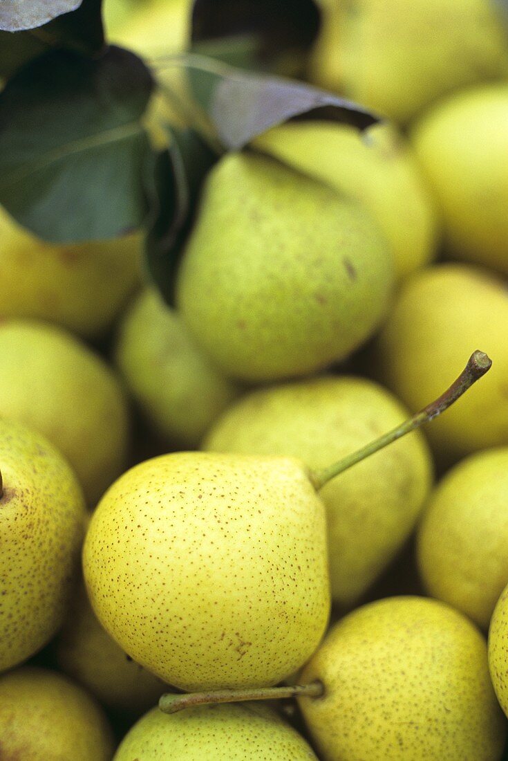 Fresh pears with leaves (filling the picture)