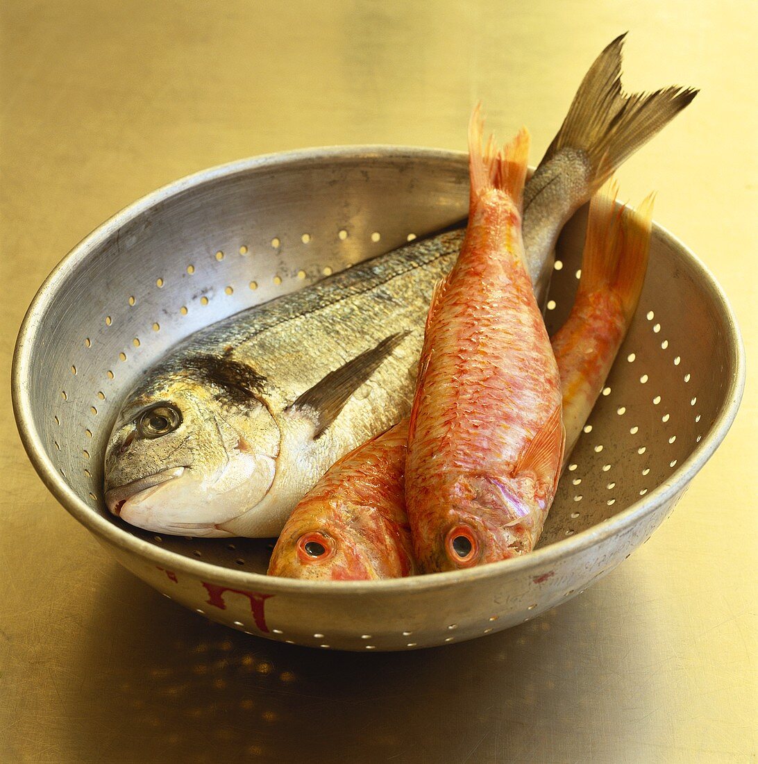 Red snapper and bream in colander