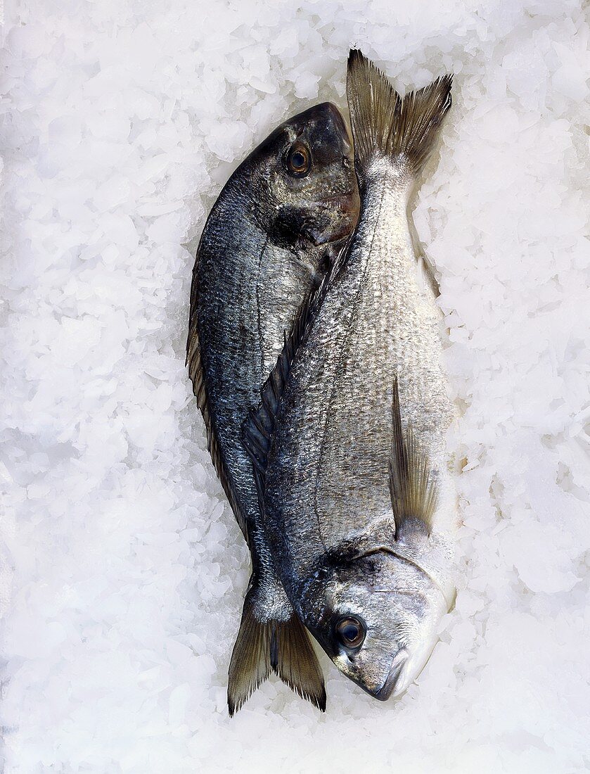 Two sea bream on crushed ice