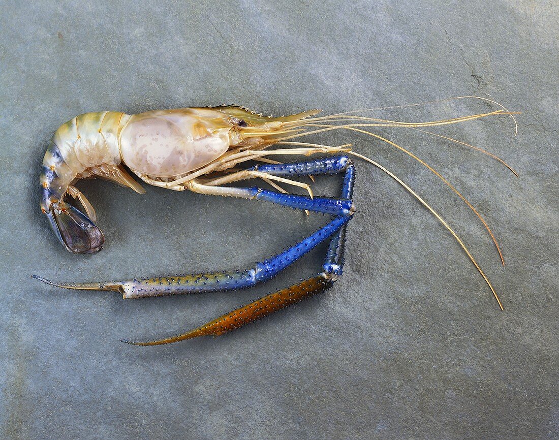 Fresh tiger prawn