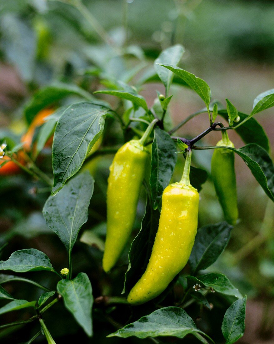 Chili peppers on the plant in the open air