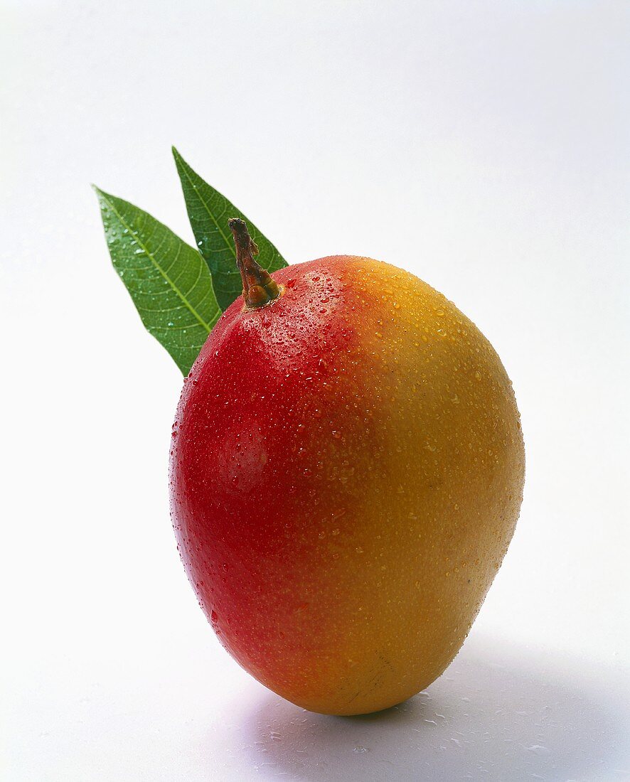 Mango with leaves