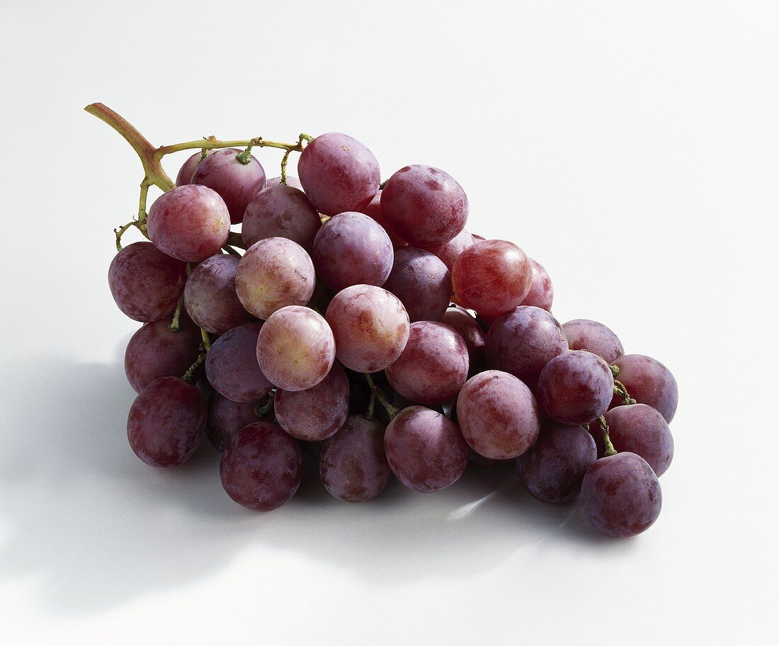 Rote Trauben, Sorte Palieri (Vitis vinifera) aus Italien