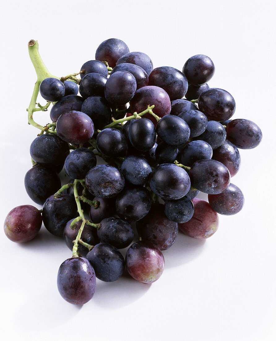 Blaue Weintrauben, Sorte Palieri (Vitis vinifera), Italien