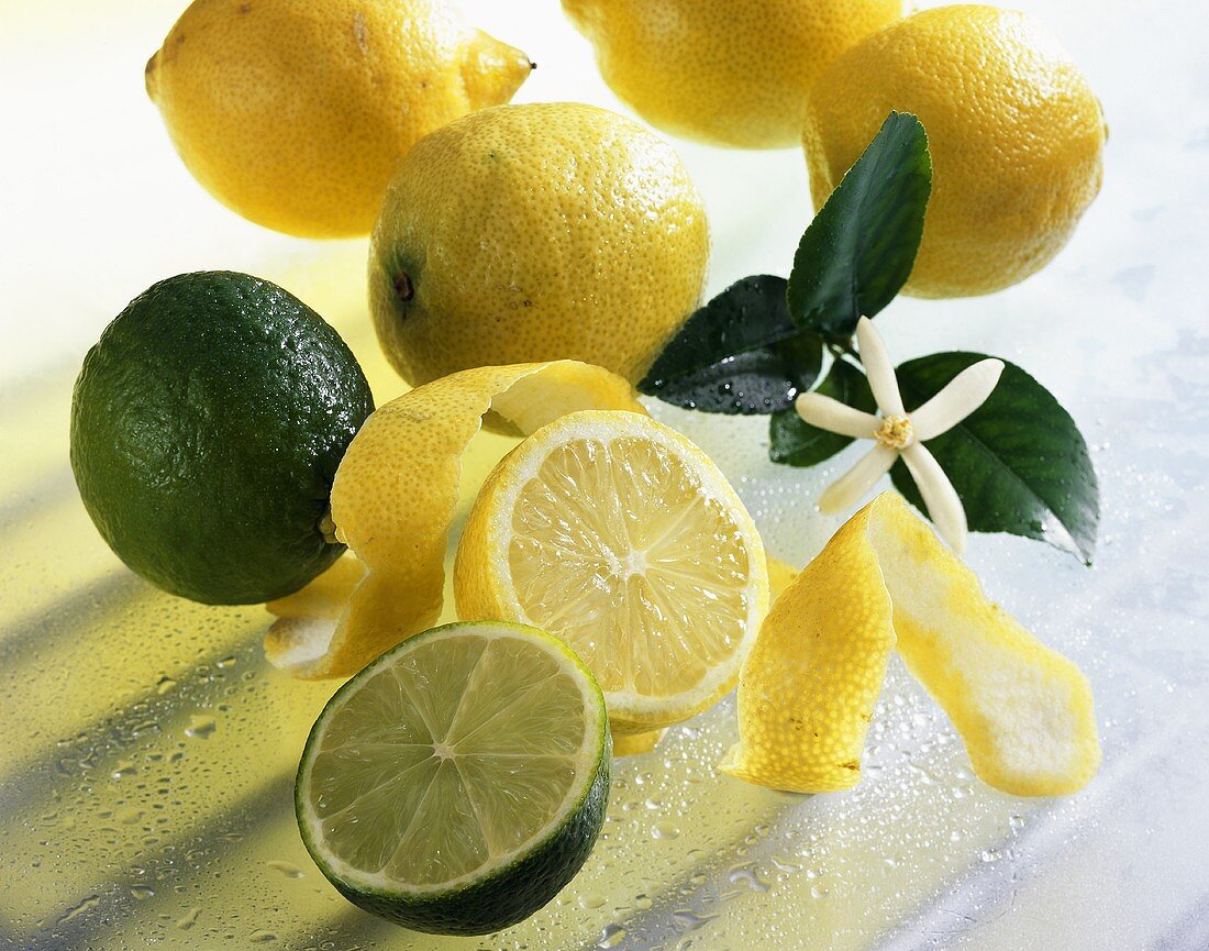 Zitronen (Citrus limon) und Limetten (Citrus aurantiifolia)