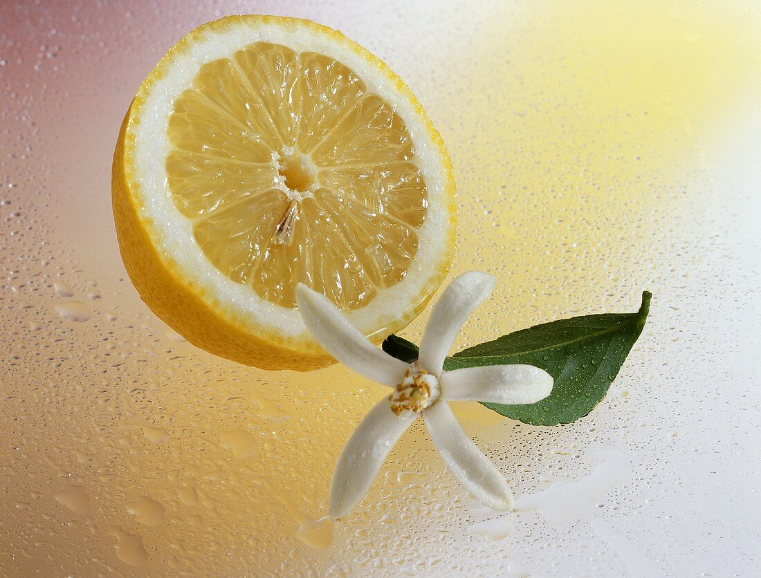 Zitronenhälfte (Citrus limon) mit Blüte und Blatt