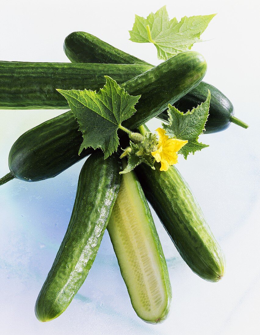 Salatgurken (Cucumis sativus) mit Blüten und Blättern