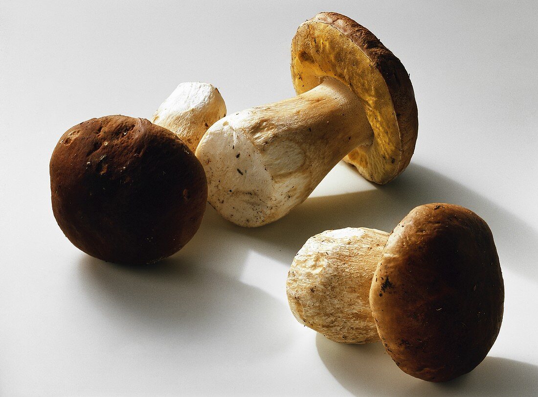 Drei Steinpilze (Boletus edulis)