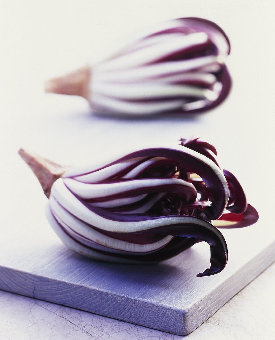 Radicchio di Treviso (Cichorium intybus var. foliosum)