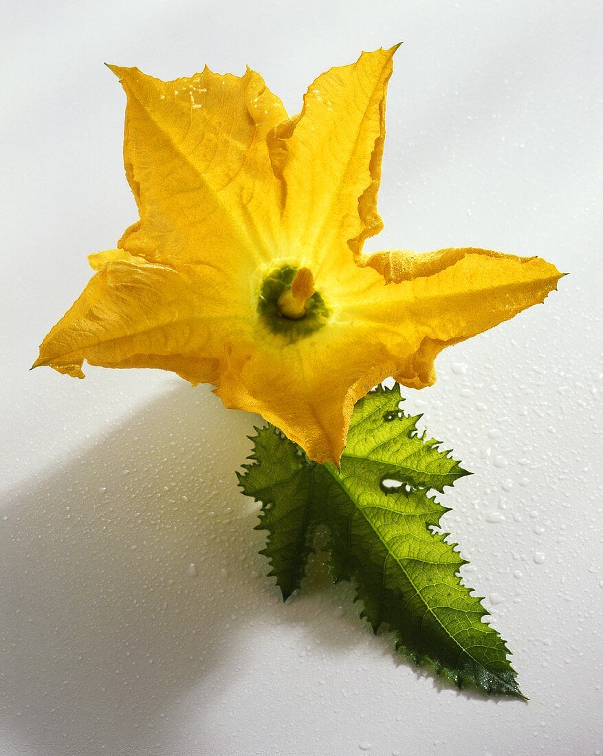 Courgette flower (Cucurbita pepo ssp. pepo convar. giromontiina)