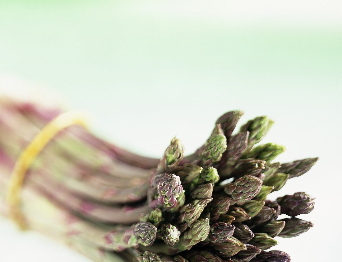 Violett-grüner Spargel (Asparagus officinalis) aus Italien