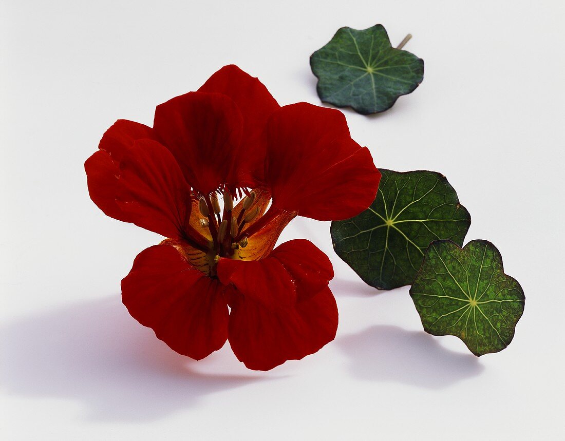 Nasturtium, variety: Red Wonder (Tropaeolum majus), flower