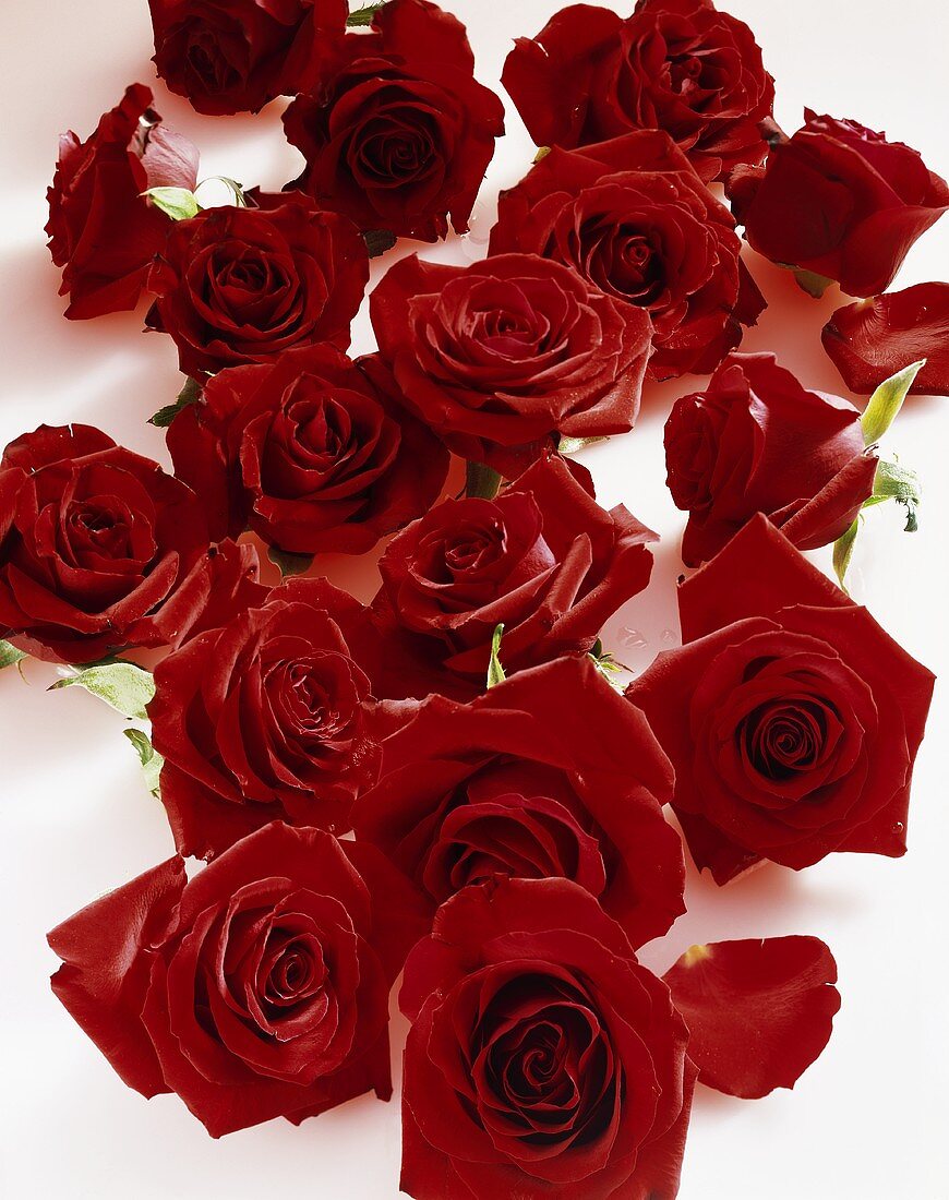 Red roses (Rosa spp.)
