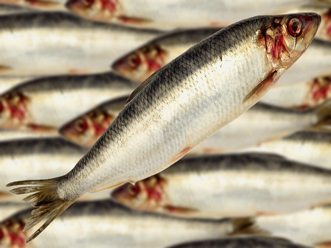 Whole herring with lots of herring in background