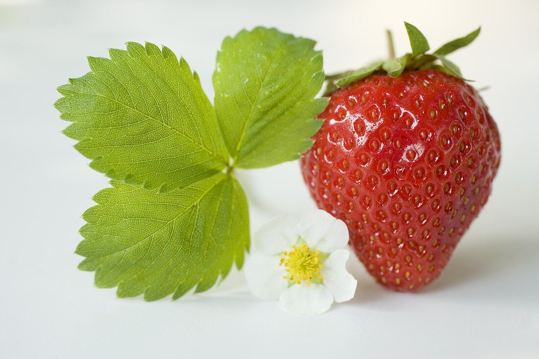 Eine Erdbeere mit Blüte und Blatt