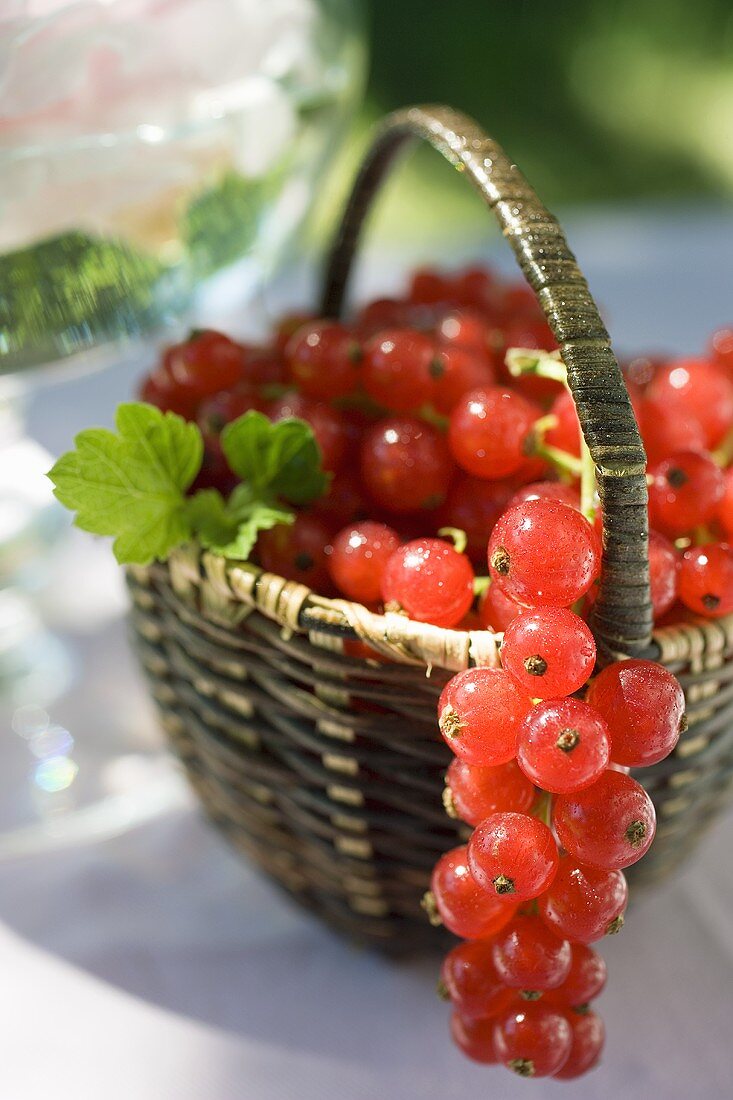 Rote Johannisbeeren mit Blättern im Korb