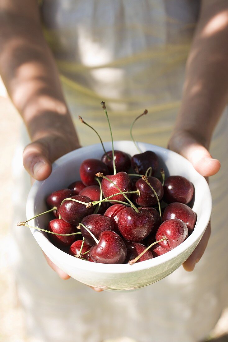 Hands holding a bowl of cherries