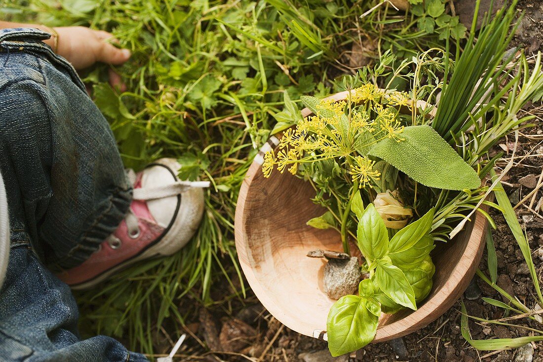 Kind neben Holzschale mit frischen Kräutern im Garten