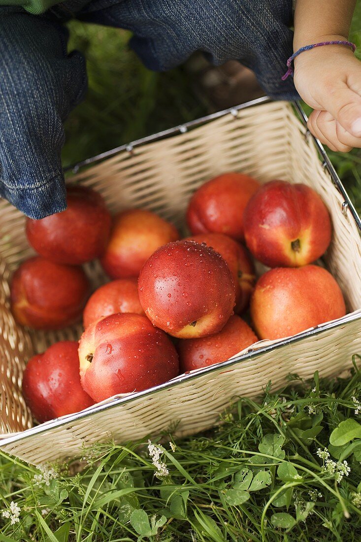 Child holding basket of fresh nectarines