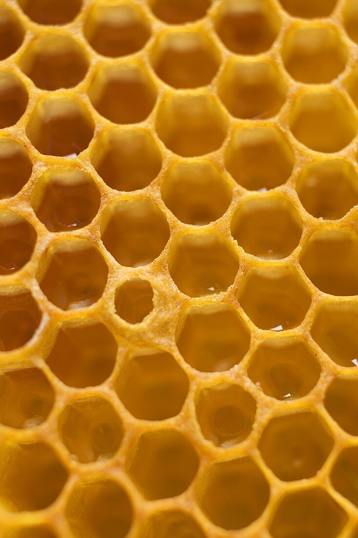 Honeycomb (detail)