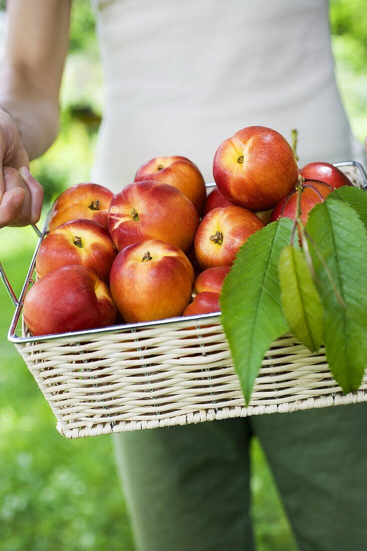 Person holding basket of fresh nectarines and leaves