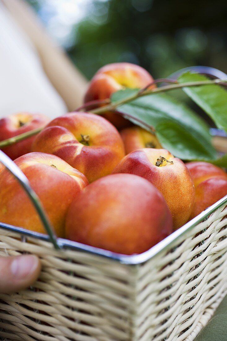 Person holding basket of fresh nectarines and leaves