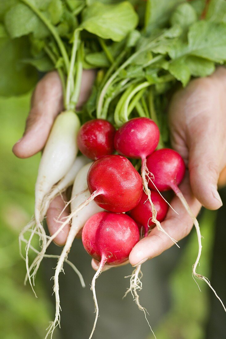 Hands holding fresh red and white icicle radishes