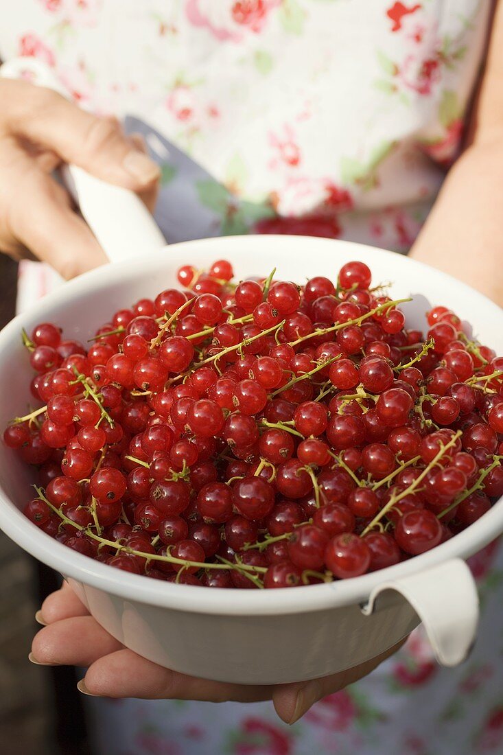 Frau hält Sieb mit roten Johannisbeeren