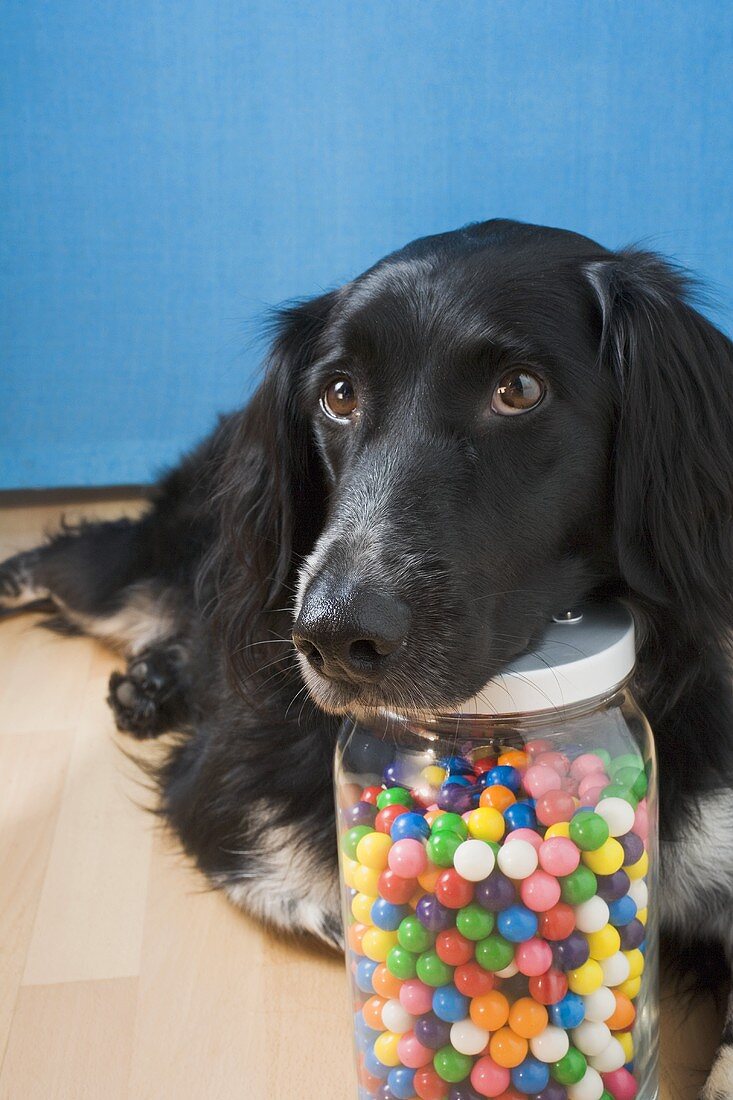 Hund bewacht Vorratsglas mit bunten Kaugummikugeln