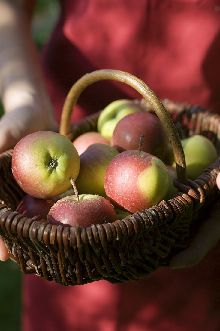 Person hält Korb mit Äpfeln