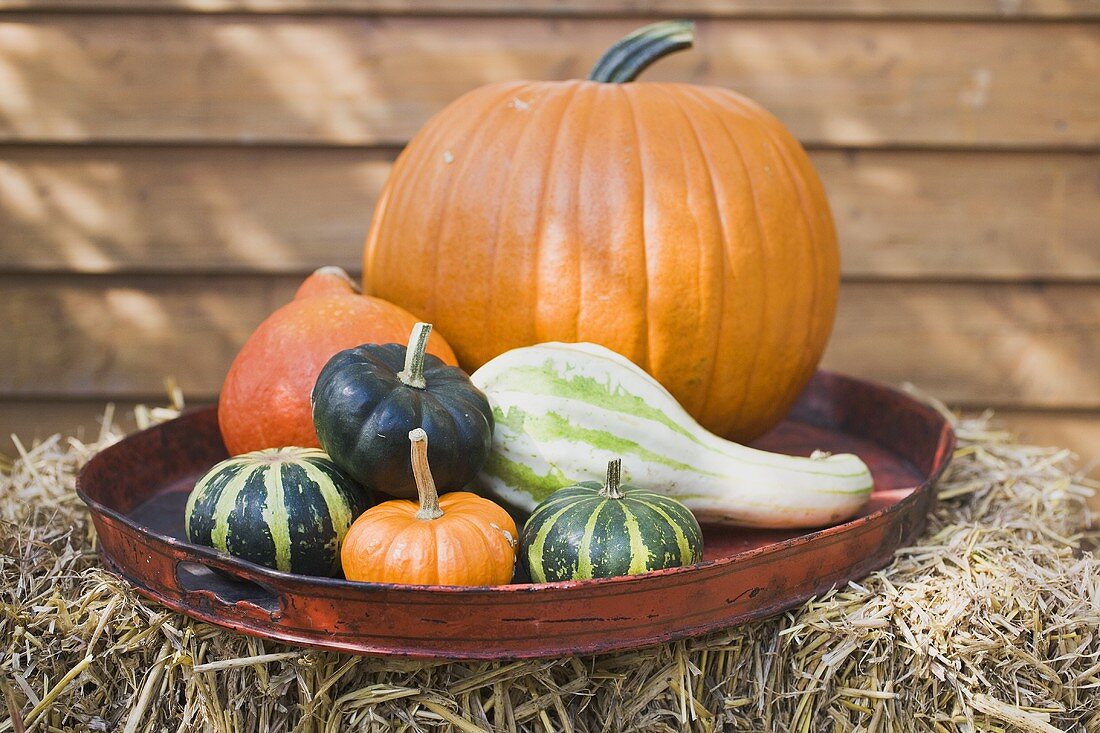 Squashes and pumpkins on brown tray on straw