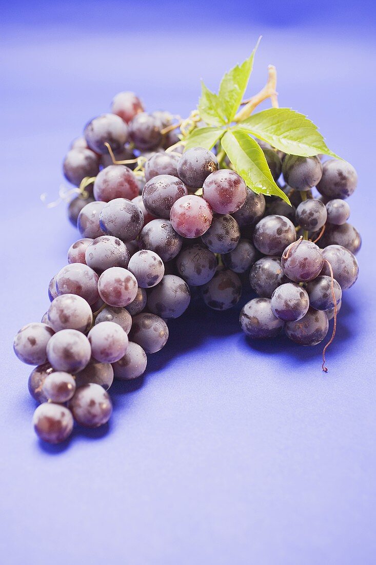 Red grapes with leaf on blue background