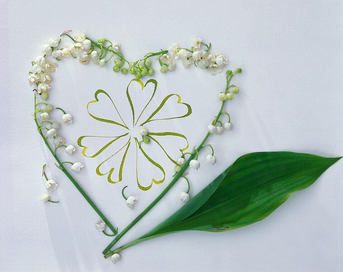 Lily-of-the-valley heart with leaf on white paper