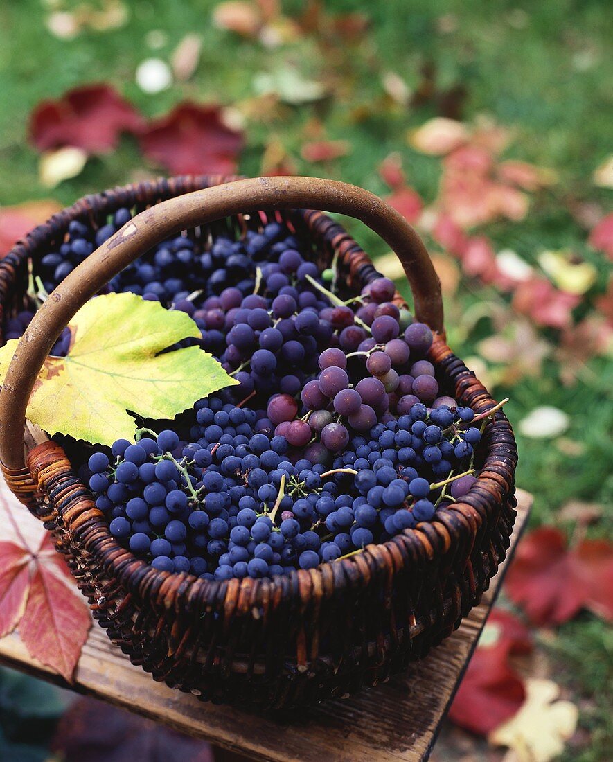 Blaue Trauben im Korb mit herbstlichen Blättern