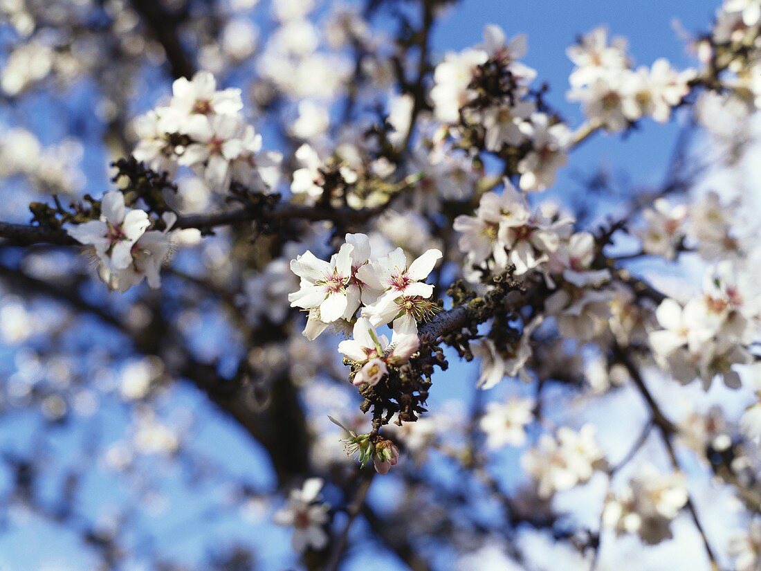 Apfelblüten am Baum