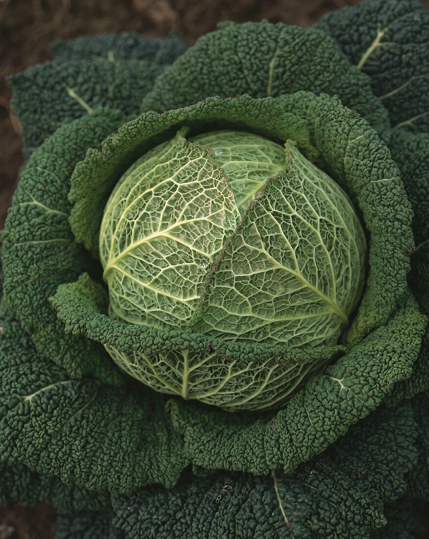 Fresh savoy cabbage