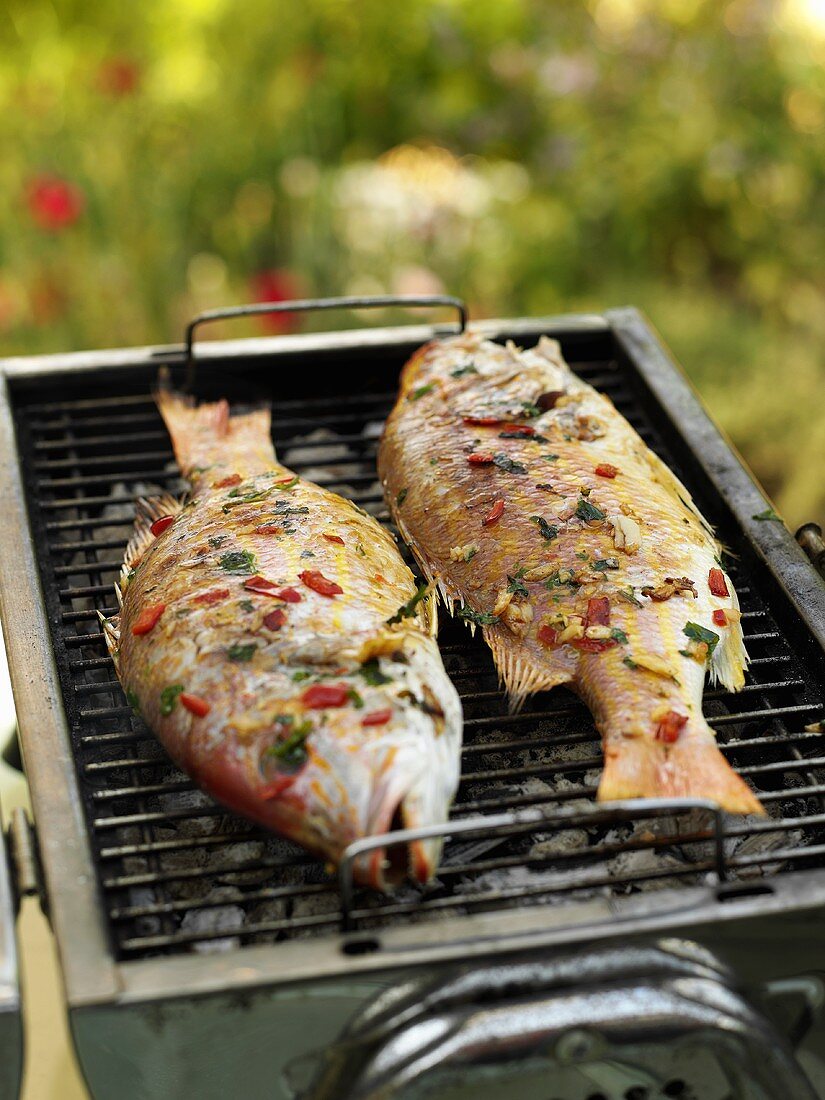 Red Snapper auf Grill im Freien