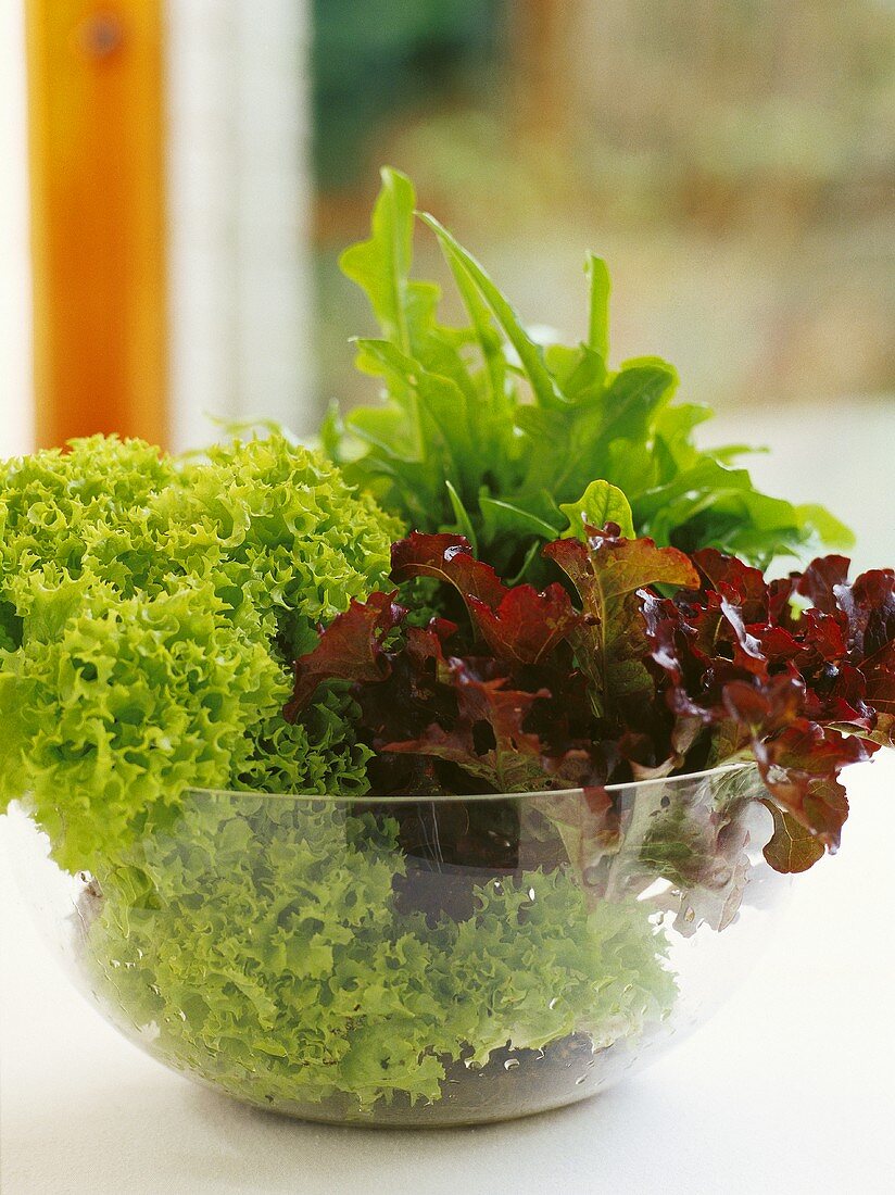 Various lettuces in a glass dish