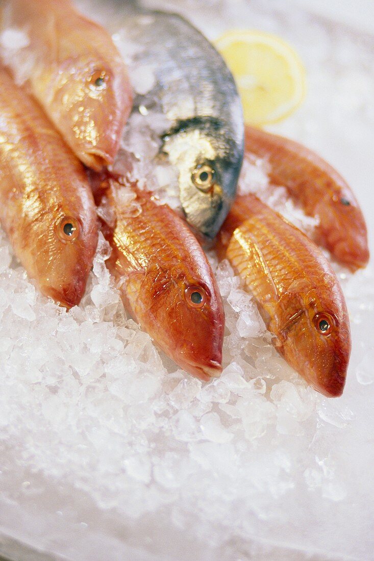 Red mullet and sea bream on ice