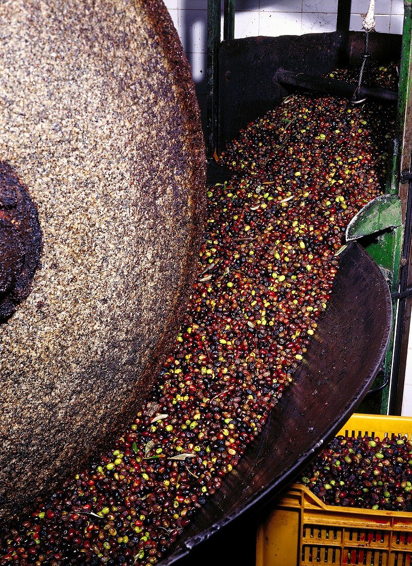 Olive press with fresh olives