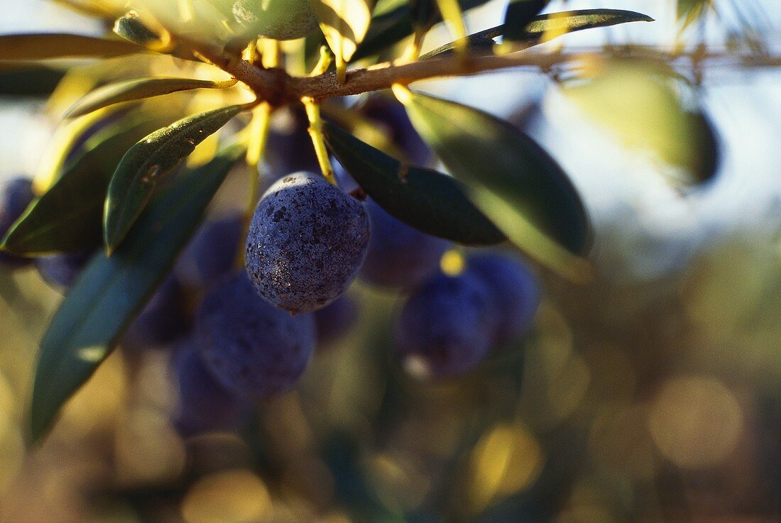 Black olives on the tree