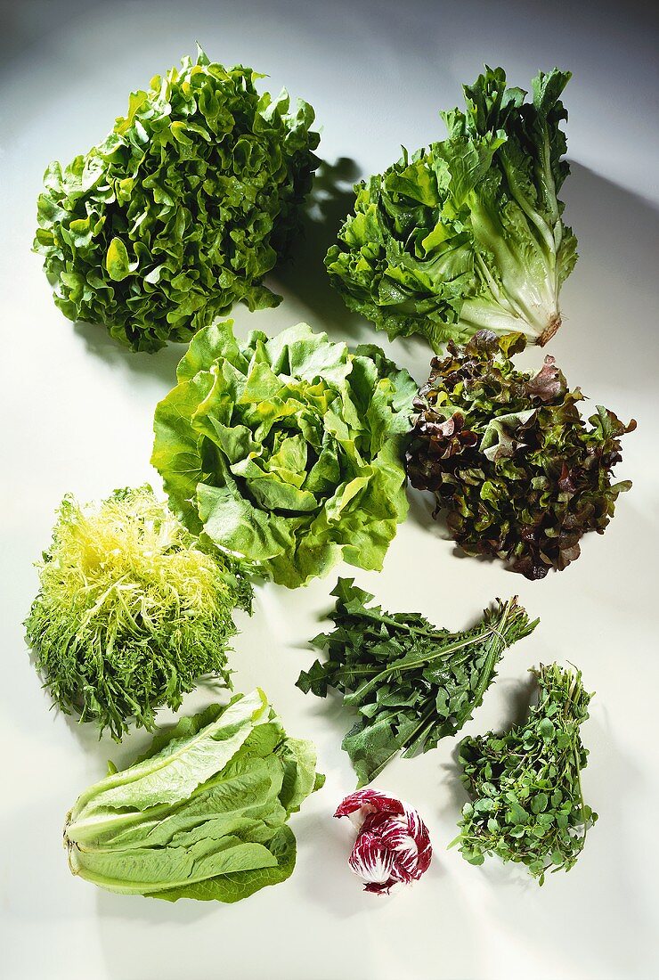 Various types of salad leaves