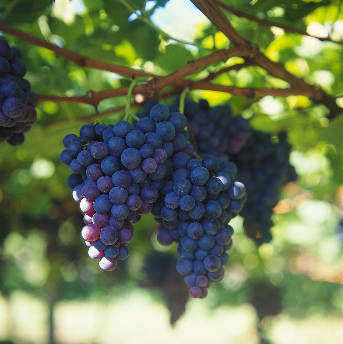 Black grapes on the vine (close-up)