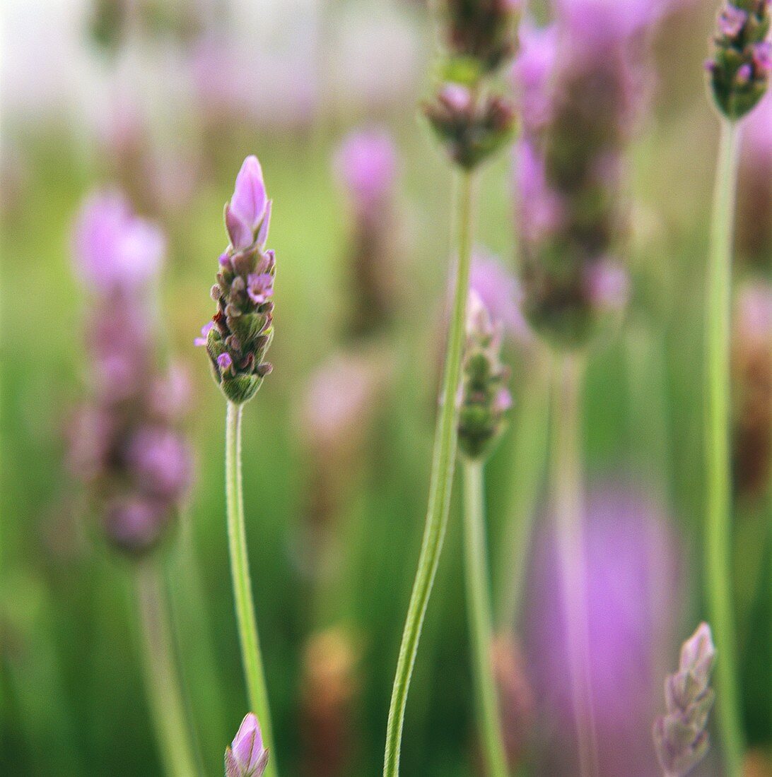 Blühender Lavendel