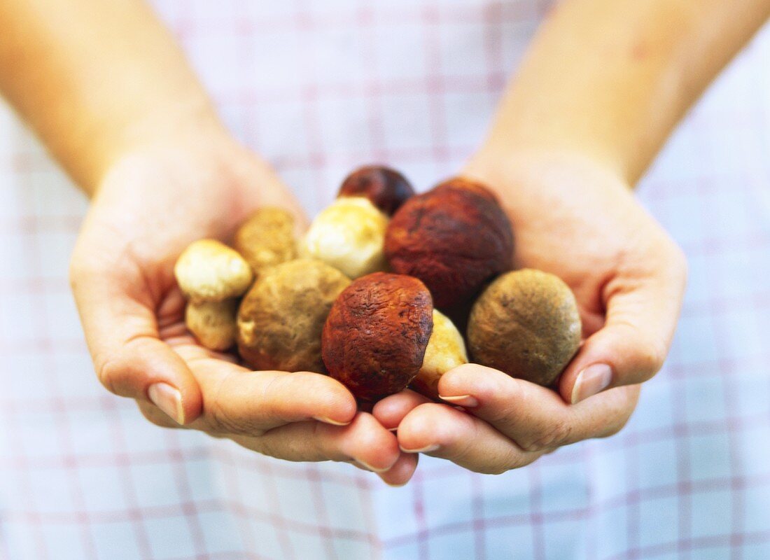 Hands holding ceps