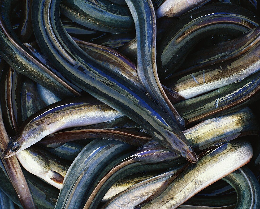 Eels