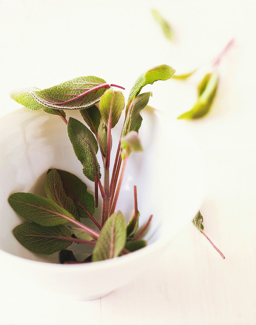 Sage leaves in white bowl