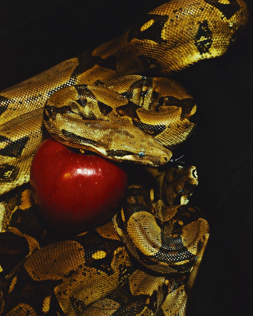 Snake with apple