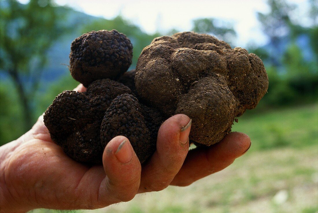 Hand hält schwarze Trüffelpilze